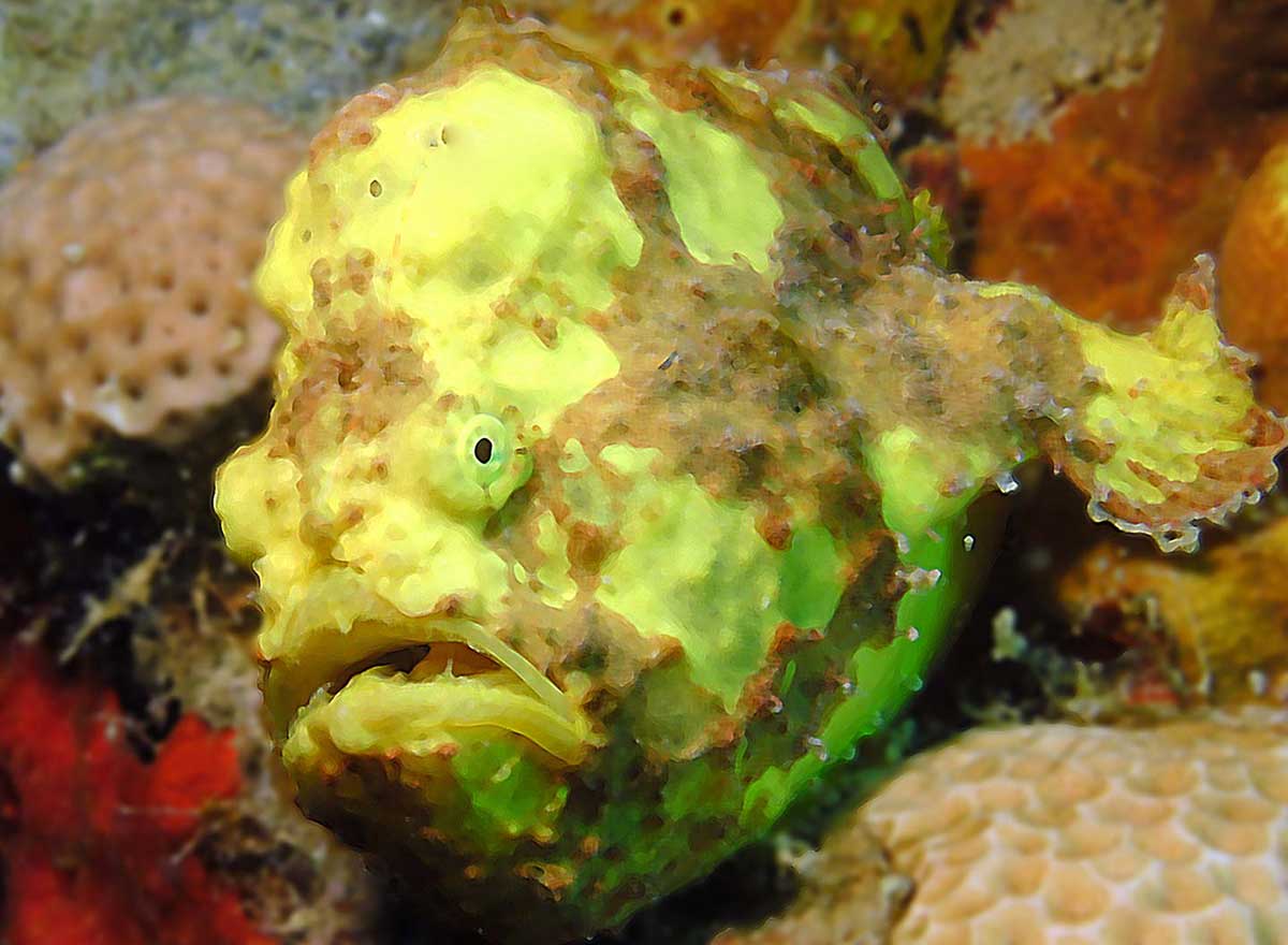 Frogfish while diving in St Kitts